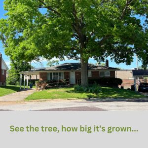 See the tree how big it’s grown.